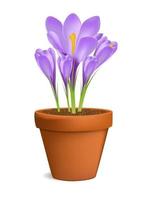 Crocuses in Flowerpot Vector Illustration Isolated on White