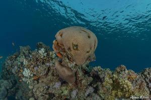 Coral reef and water plants in the Red Sea, Eilat Israel photo