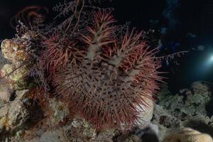 Coral reef and water plants in the Red Sea, Eilat Israel photo