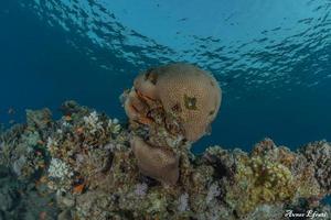 Coral reef and water plants in the Red Sea, Eilat Israel photo