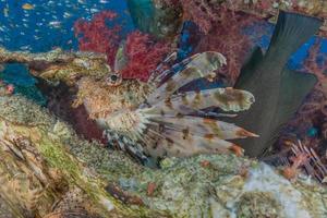 Lionfish in the Red Sea colorful fish, Eilat Israel photo