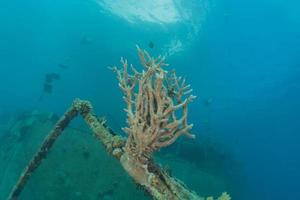 Arrecifes de coral y plantas acuáticas en el mar rojo, eilat israel foto