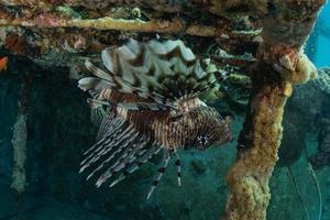 Lionfish in the Red Sea colorful fish, Eilat Israel photo