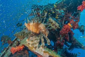 Lionfish in the Red Sea colorful fish, Eilat Israel photo