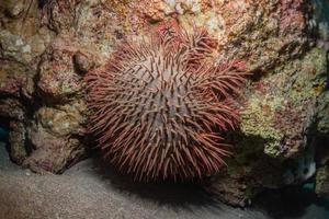 Coral reef and water plants in the Red Sea, Eilat Israel photo