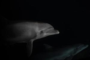 Dolphin swimming in the Red Sea, Eilat Israel photo