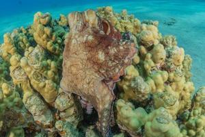 Octopus king of camouflage in the Red Sea, Eilat Israel photo