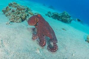 Octopus king of camouflage in the Red Sea, Eilat Israel photo