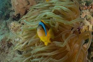 Fish swim in the Red Sea, colorful fish, Eilat Israel photo