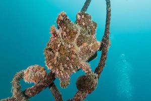 Fish swim in the Red Sea, colorful fish, Eilat Israel photo