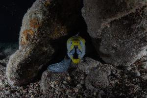 Morena mooray lycodontis undulatus en el mar rojo, eilat israel foto