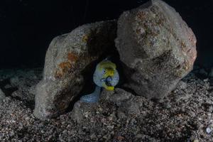 Moray eel Mooray lycodontis undulatus in the Red Sea, Eilat Israel photo