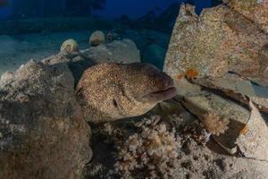 Morena mooray lycodontis undulatus en el mar rojo, eilat israel foto