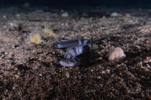 Morena mooray lycodontis undulatus en el mar rojo, eilat israel foto