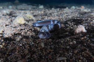 Morena mooray lycodontis undulatus en el mar rojo, eilat israel foto