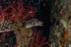 Morena mooray lycodontis undulatus en el mar rojo, eilat israel foto