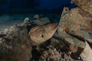 Moray eel Mooray lycodontis undulatus in the Red Sea, Eilat Israel photo