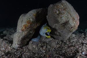 Moray eel Mooray lycodontis undulatus in the Red Sea, Eilat Israel photo