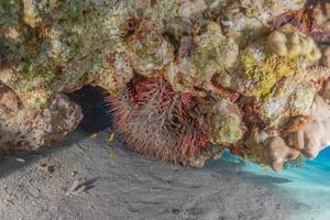 Coral reef and water plants in the Red Sea, Eilat Israel photo