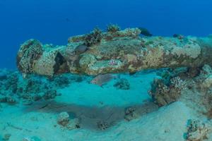 Coral reef and water plants in the Red Sea, Eilat Israel photo