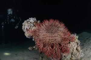 Coral reef and water plants in the Red Sea, Eilat Israel photo