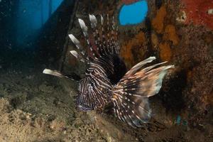 Lionfish in the Red Sea colorful fish, Eilat Israel photo