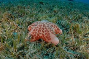 Starfish On the seabed in the Red Sea, Eilat Israel photo