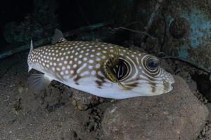 Fish swim in the Red Sea, colorful fish, Eilat Israel photo