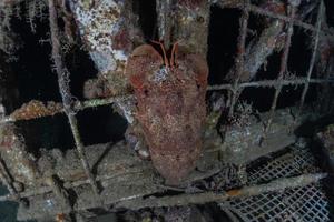 Lobsters in the Red Sea Colorful and beautiful, Eilat Israel photo