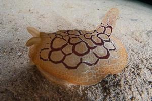 Sea slug in the Red Sea Colorful and beautiful, Eilat Israel photo