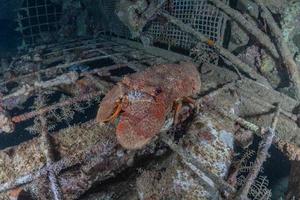 Lobsters in the Red Sea Colorful and beautiful, Eilat Israel photo