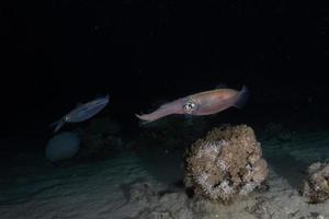 Squid in the Red Sea Colorful and beautiful, Eilat Israel photo