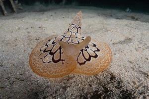 Sea slug in the Red Sea Colorful and beautiful, Eilat Israel photo