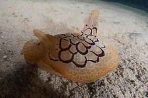 Sea slug in the Red Sea Colorful and beautiful, Eilat Israel photo