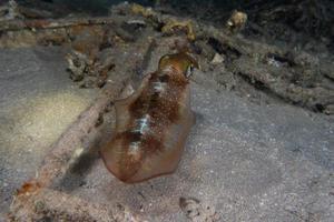 Squid in the Red Sea Colorful and beautiful, Eilat Israel photo