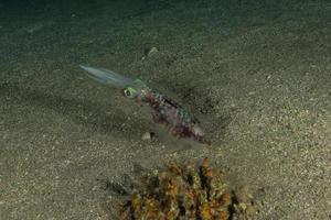 Squid in the Red Sea Colorful and beautiful, Eilat Israel photo