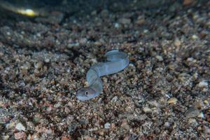 Morena mooray lycodontis undulatus en el mar rojo, eilat israel foto