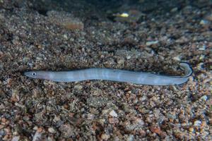 Morena mooray lycodontis undulatus en el mar rojo, eilat israel foto