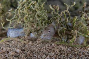 Morena mooray lycodontis undulatus en el mar rojo, eilat israel foto