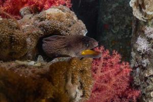 Morena mooray lycodontis undulatus en el mar rojo, eilat israel foto