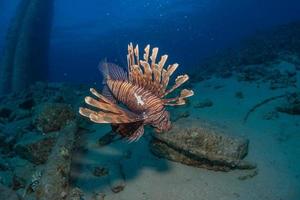 Lionfish in the Red Sea colorful fish, Eilat Israel photo