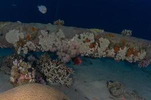 Coral reef and water plants in the Red Sea, Eilat Israel photo