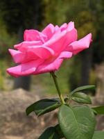 flores en el jardín botánico de las indias, coloridas y hermosas foto