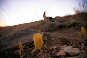 Amazing Landscapes of Sinai Egypt photo