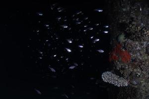 Fish swim in the Red Sea, colorful fish, Eilat Israel photo