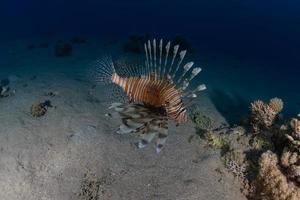 Lionfish in the Red Sea colorful fish, Eilat Israel photo