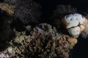 Coral reef and water plants in the Red Sea, Eilat Israel photo