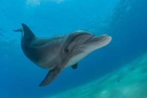 delfines nadando en el mar rojo, eilat israel foto