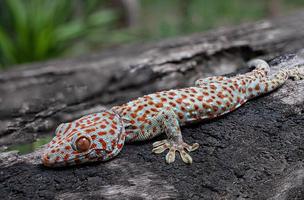 tokay gecko en árbol foto