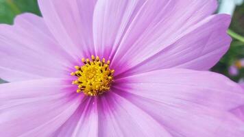 Dianthus flower in the garden photo